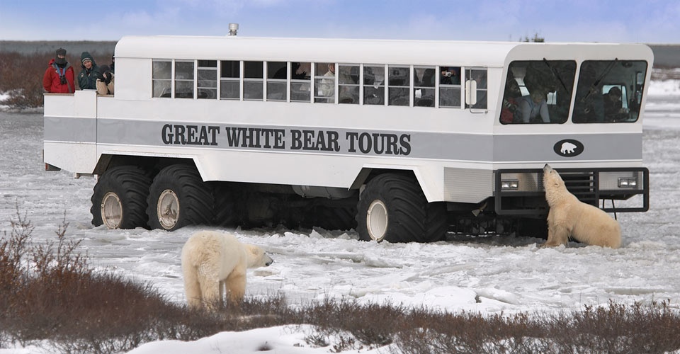 Classic-Polar-Bears-2-rover